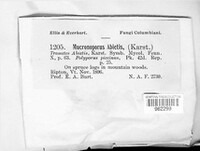 Porodaedalea pini image